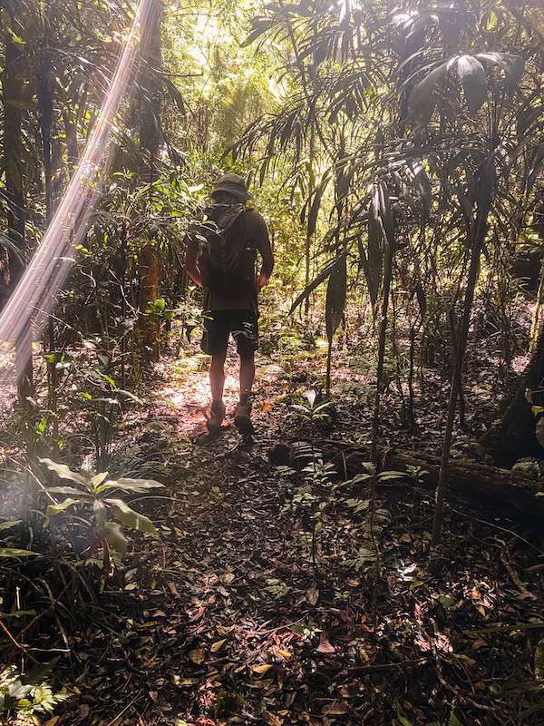 O'Reilly's Loop Guy walking through the dense vegetation at Lamington National Park